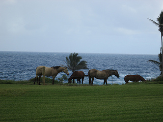 "Hana horses"