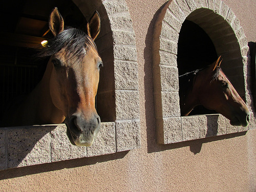 Los Cedros USA, horses, stable, Scottsdale, Arizona