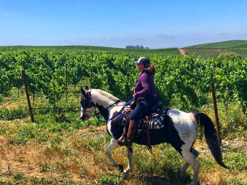 Cowgirl Chriss Fife horseback riding in Alta Vista Vineyards in Sonoma, California with blue sky above.
