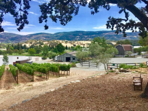 Photo of Shadybrook Estate Winery, vineyards and the horse barn at Napa Valley Trail Rides. Rolling hills of Napa Valley in the distance.
