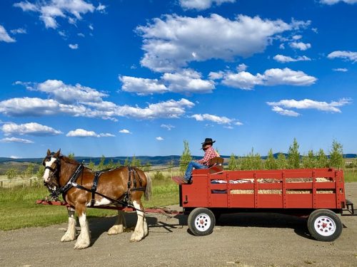Team of Clydesdale horses hitched to a red wagon, driven by two cowboys from Silvies Valley Ranch in Seneca, Oregon