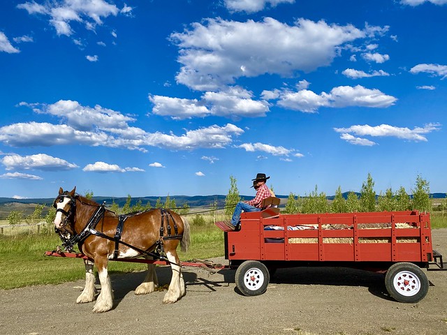 Team of Clydesdale horses hitched to a red wagon, driven by two cowboys from Silvies Valley Ranch in Seneca, Oregon