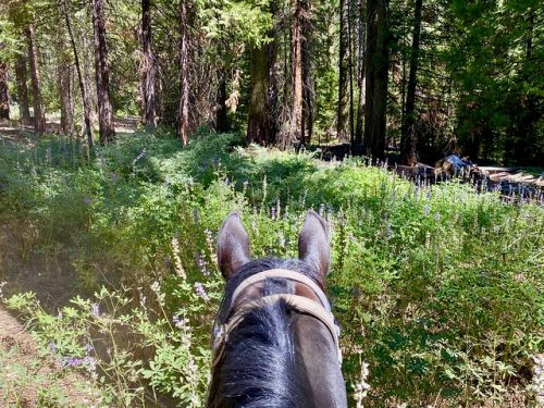 Yosemite horseback riding in Sierra National Forest as seen from between the ears of a horse in Mariposa Grove, surrounded by lupine flowers and sequoia trees.