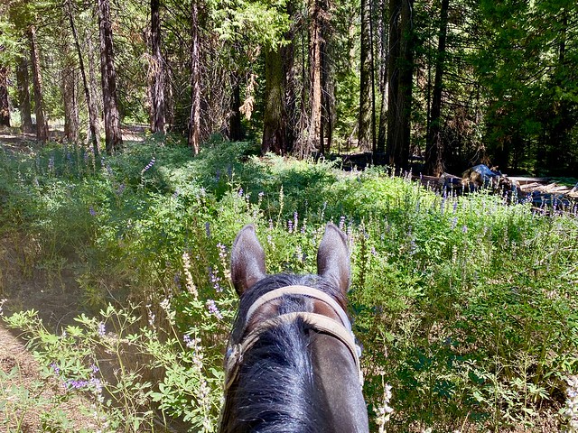 Yosemite horseback riding in Sierra National Forest as seen from between the ears of a horse in Mariposa Grove, surrounded by lupine flowers and sequoia trees. 