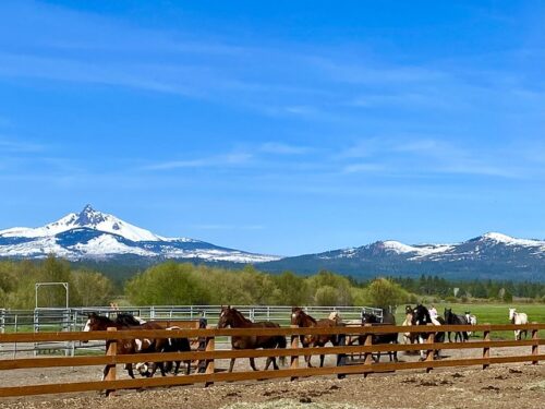 Herd of horses are running into Black Butte Stables from Black Butte Ranch pasture. Snow-covered Mount Washington is in the distance in Sisters, Oregon.